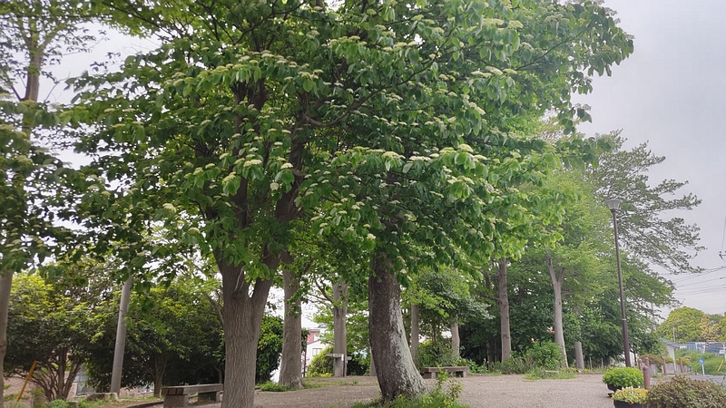 ミズキの花 横浜市旭区中沢町清水ヶ丘公園