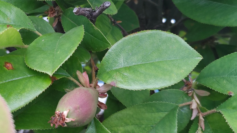 リンゴの果実 横浜市旭区今川町今川公園