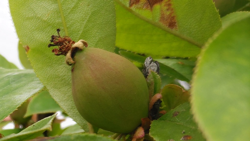 リンゴの果実 横浜市旭区今川町今川公園