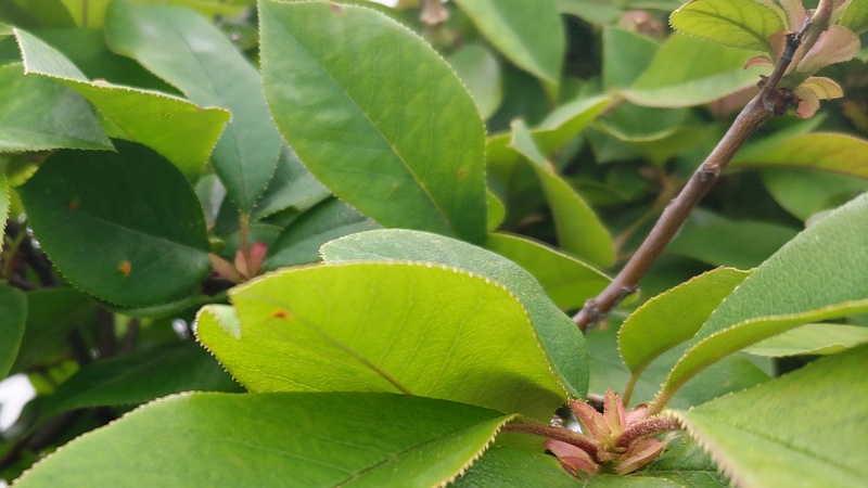 リンゴの果実 横浜市旭区今川町今川公園