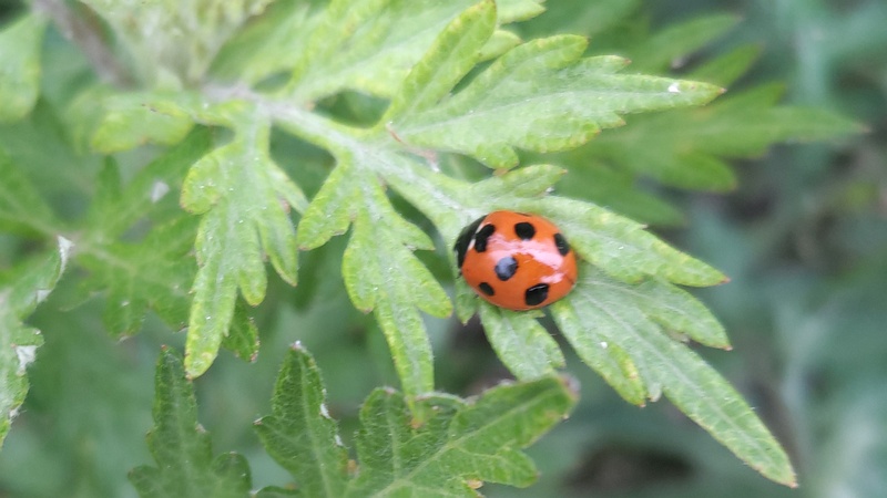 ヨモギの葉のナナホシテントウ 横浜市旭区今川町今川公園