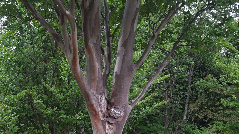 ナツツバキの名札 横浜市旭区今川町今川公園