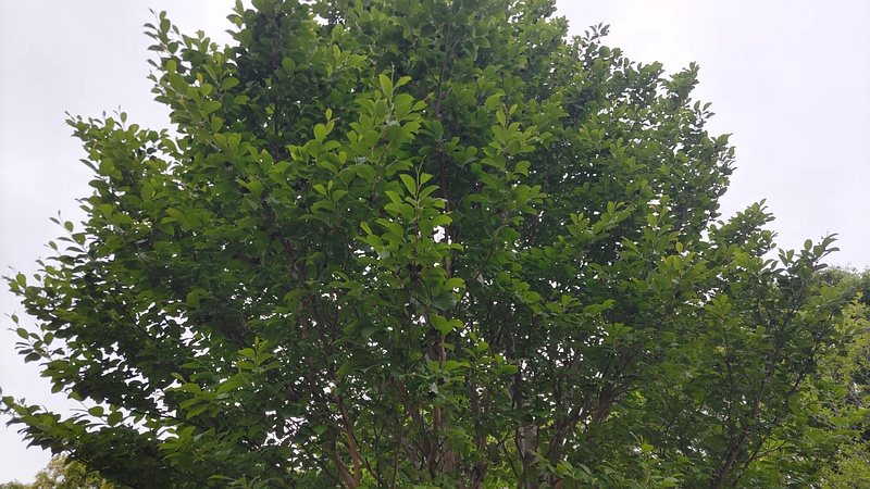 ナツツバキ 横浜市旭区今川町今川公園