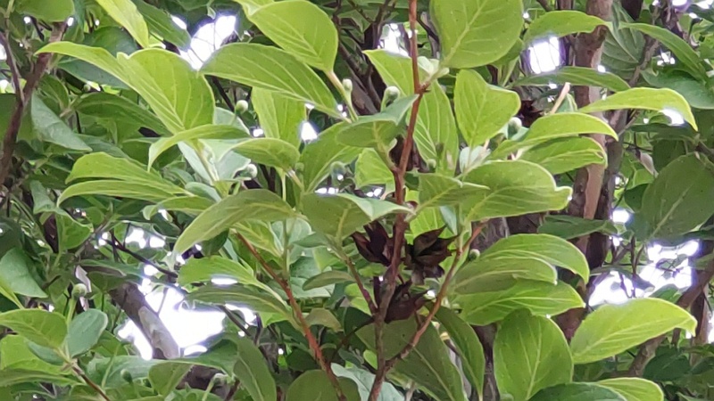 ナツツバキの蕾 横浜市旭区今川町今川公園