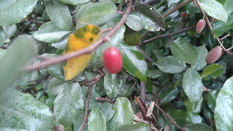 オオバグミの果実 横浜市旭区今川町今川公園