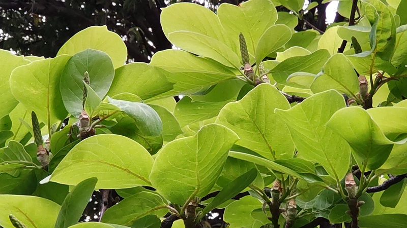 モクレンの花後 横浜市旭区今川町今川公園