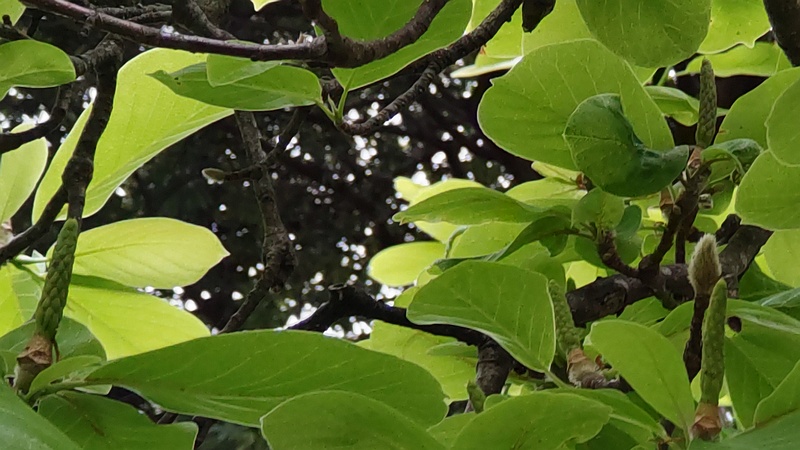 モクレンの花後 横浜市旭区今川町今川公園