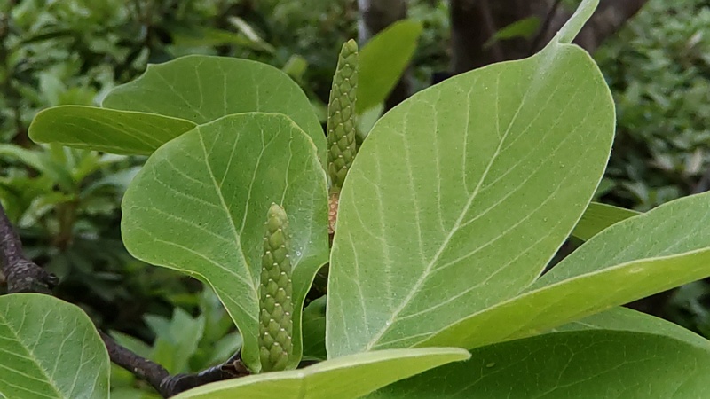 モクレンの花後 横浜市旭区今川町今川公園