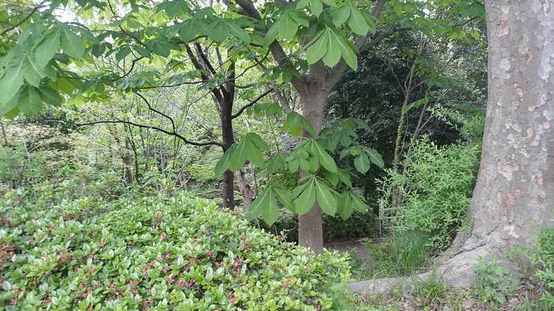 トチノキ 横浜市旭区今川町今川公園
