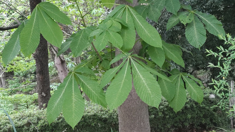トチノキ 横浜市旭区今川町今川公園