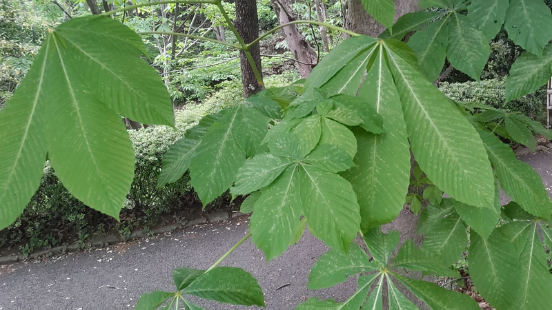トチノキ 横浜市旭区今川町今川公園