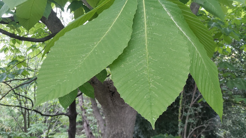 トチノキ 横浜市旭区今川町今川公園