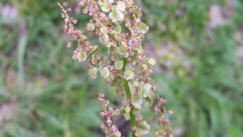 ヒメスイバの花 横浜市旭区今川町今川公園