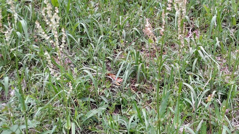 ヒメスイバの花 横浜市旭区今川町今川公園