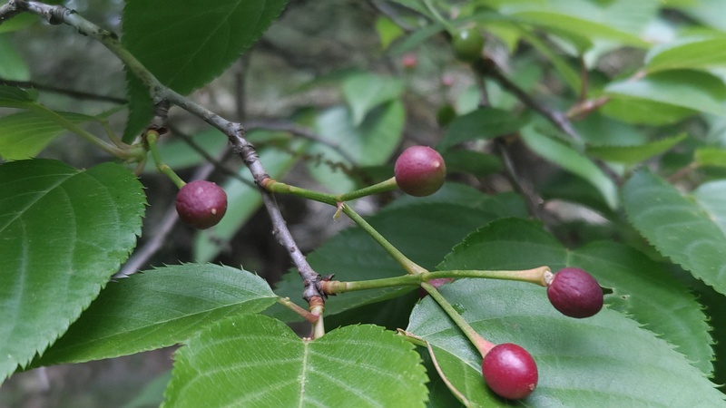 オオシマザクラの果実 横浜市旭区今川町今川公園