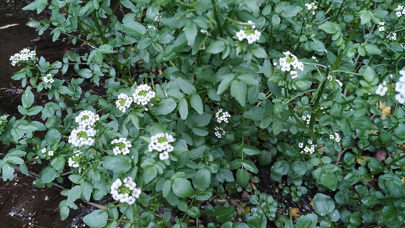オランダガラシの花 横浜市旭区今川町今川公園