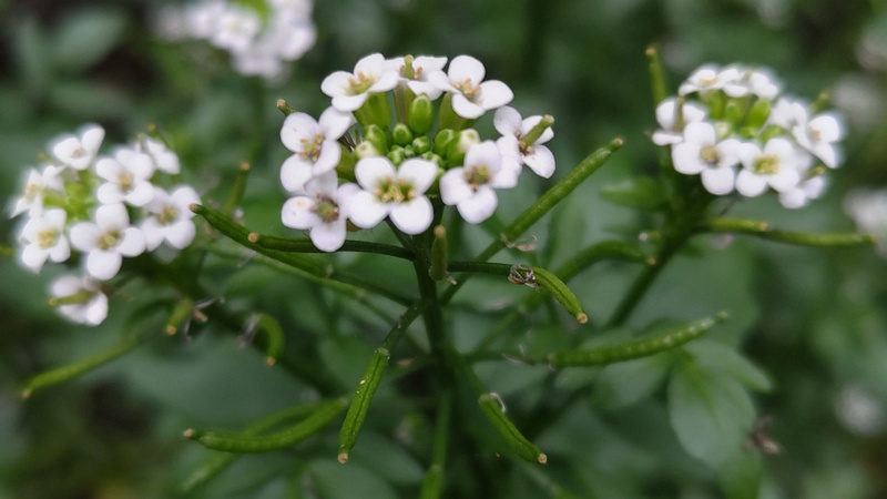 オランダガラシの花 横浜市旭区今川町今川公園
