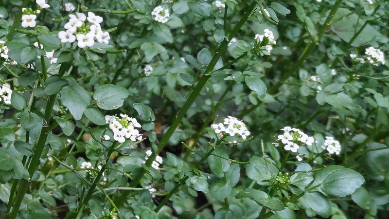 オランダガラシの花 横浜市旭区今川町今川公園