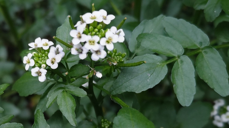 オランダガラシの花 横浜市旭区今川町今川公園
