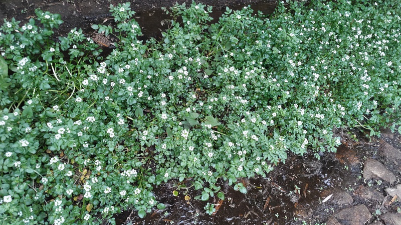 オランダガラシの花 横浜市旭区今川町今川公園
