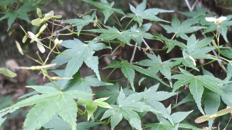 イロハモミジの果実 横浜市旭区今川町今川公園