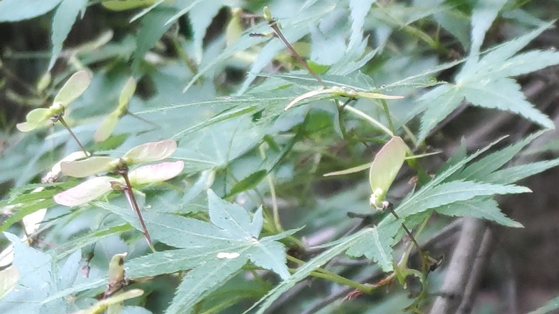 イロハモミジの果実 横浜市旭区今川町今川公園
