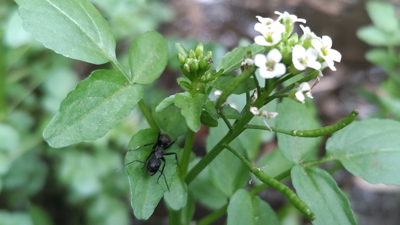 オランダガラシの花のクロオオアリ 横浜市旭区今川町今川公園