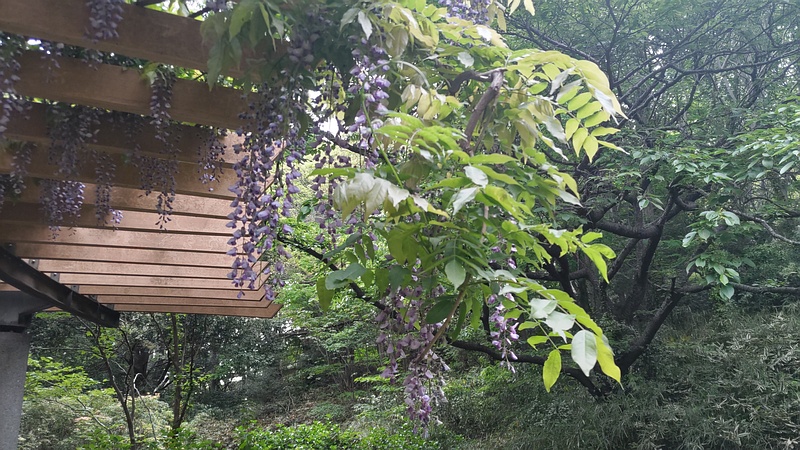 フジの花 横浜市旭区今川町今川公園
