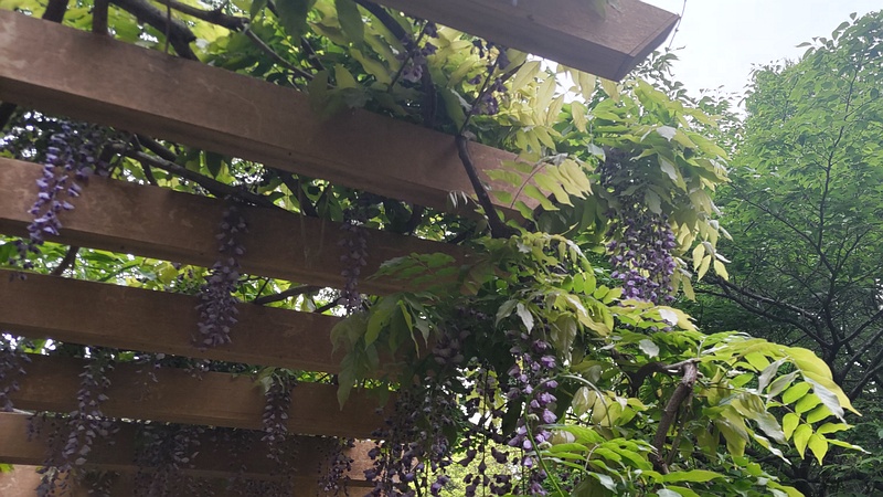 フジの花 横浜市旭区今川町今川公園