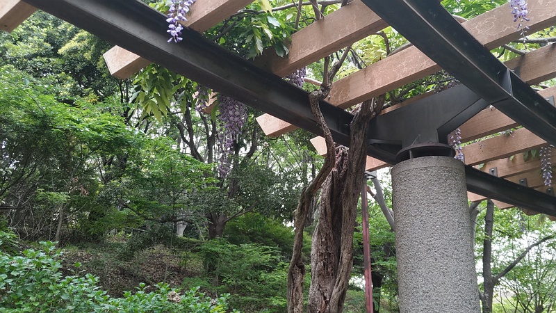 フジの花 横浜市旭区今川町今川公園