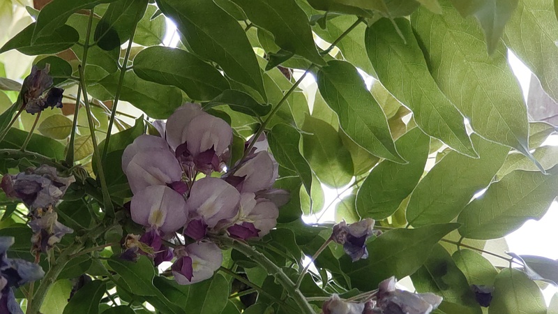 フジの花 横浜市旭区今川町今川公園
