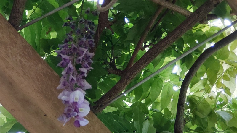 フジの花 横浜市旭区今川町今川公園
