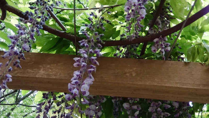フジの花 横浜市旭区今川町今川公園