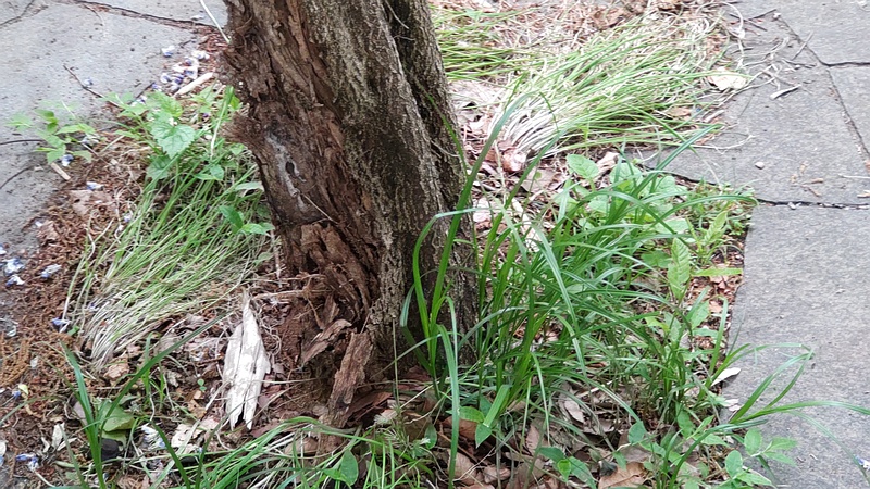 フジの蔓 横浜市旭区今川町今川公園