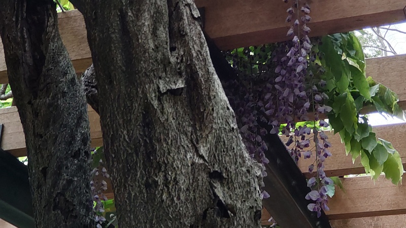 フジの花 横浜市旭区今川町今川公園