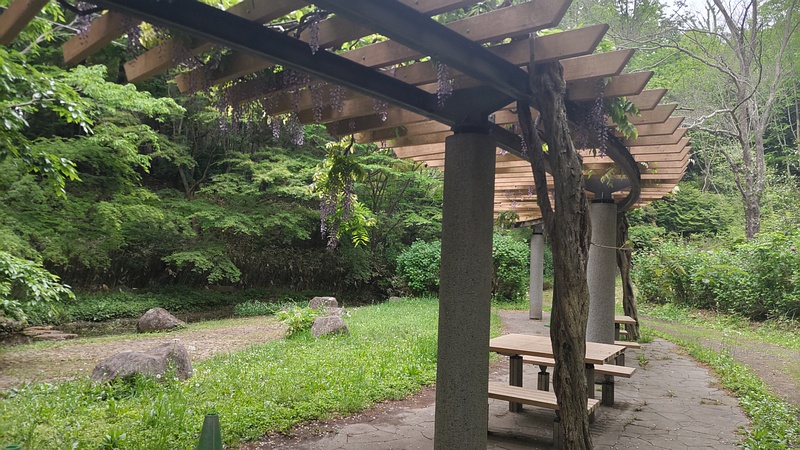 藤棚 横浜市旭区今川町今川公園