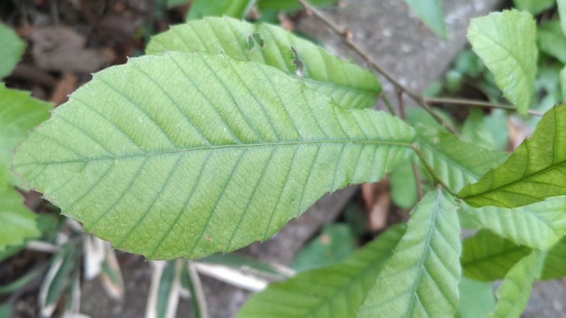 クヌギ 横浜市旭区今川町今川公園