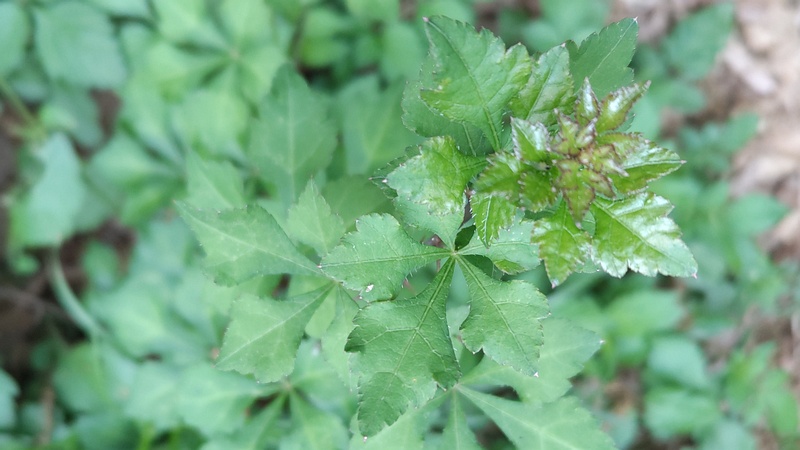 ウマノミツバ 横浜市旭区今川町今川公園