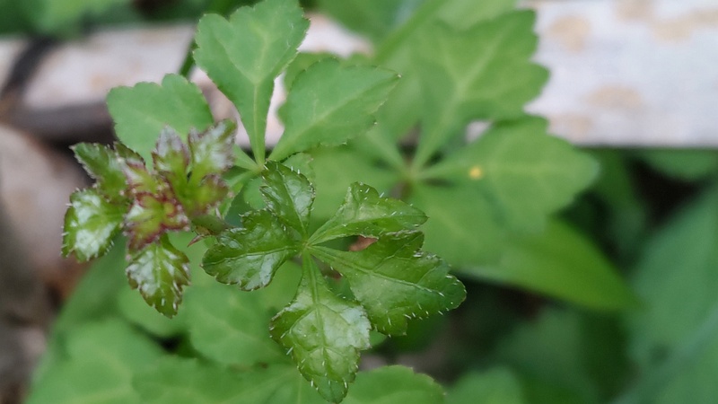 ウマノミツバ 横浜市旭区今川町今川公園