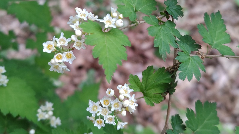 コゴメウツギの花 横浜市旭区今川町今川公園