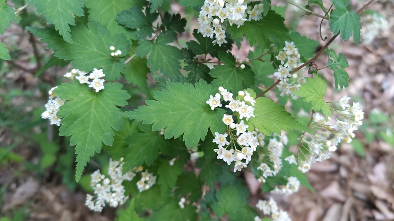 コゴメウツギの花 横浜市旭区今川町今川公園