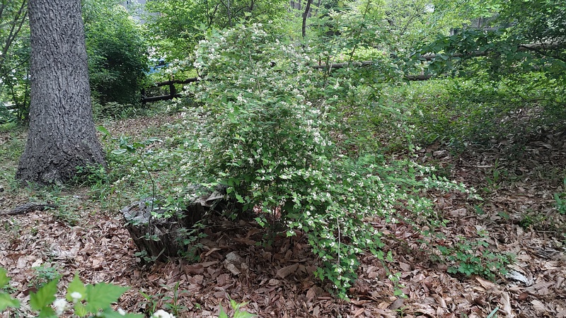 コゴメウツギの花 横浜市旭区今川町今川公園
