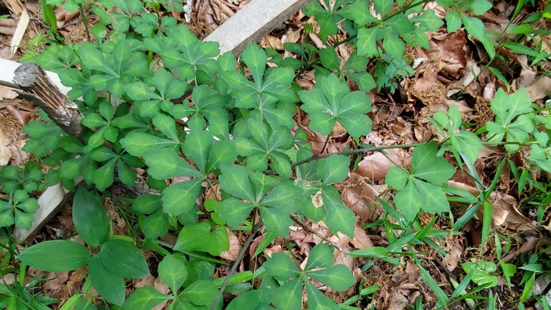 ヤマウコギ 横浜市旭区今川町今川公園