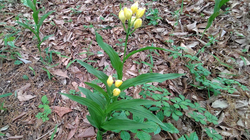 キンランの花 横浜市旭区今川町今川公園