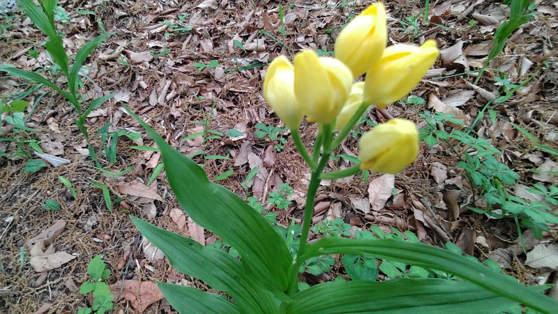 キンランの花 横浜市旭区今川町今川公園