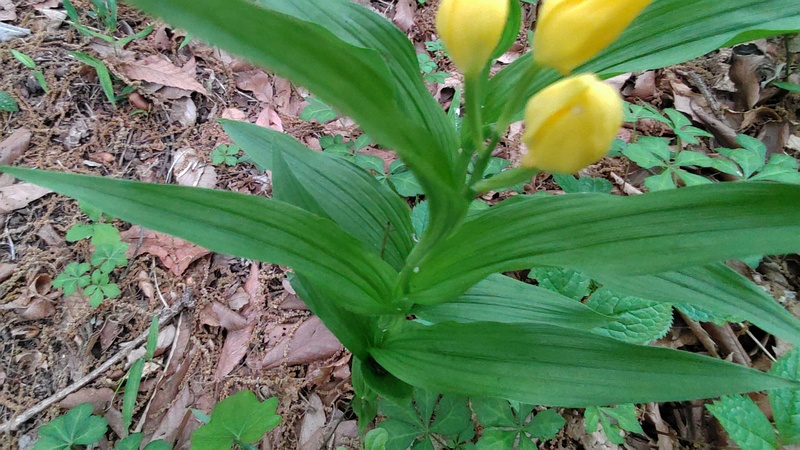 キンランの花 横浜市旭区今川町今川公園