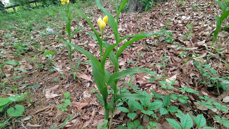 キンランの花 横浜市旭区今川町今川公園