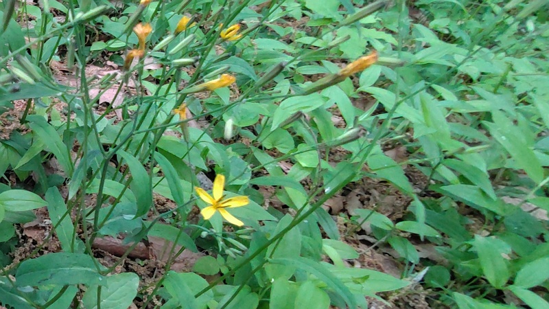 ニガナの花 横浜市旭区今川町今川公園