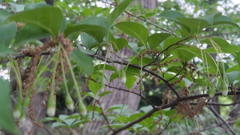 エゴノキの蕾 横浜市旭区今川町今川公園