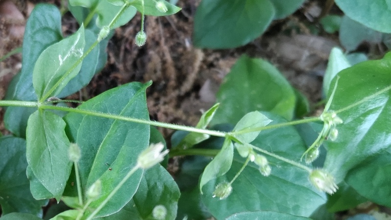 コハコベの蕾 横浜市旭区今川町今川公園